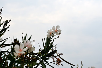 Blooming white oleander on the seashore on a cloudy day