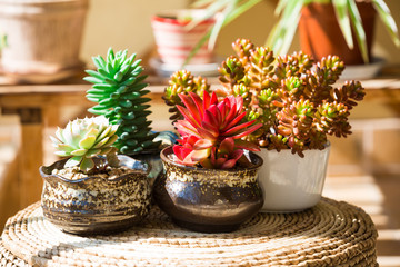 Lovely succulent plants
