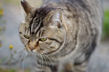 可愛い猫ちゃん