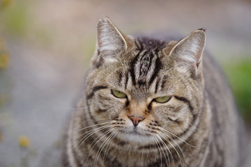 可愛い猫ちゃん