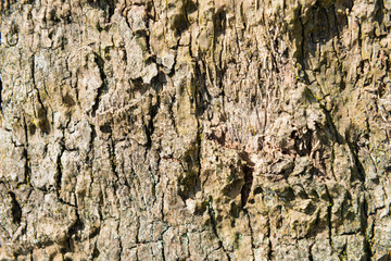 Close up on a Tree.