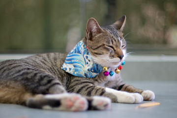 Portrait of striped cat at balcony, close up Thai cat 