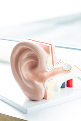 Modell von einem menschlichen Ohr vor neutralem Hintergrund