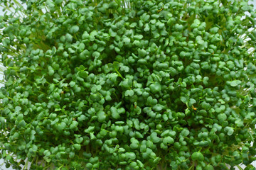 Microgreens sprouts. microgreen Foliage Macro. Healthy eating concept.