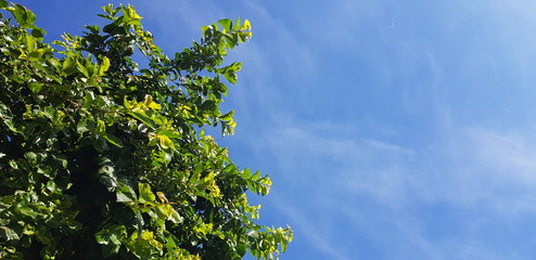 Fototapeta premium Flower , tree and plant in the garden and bluesky