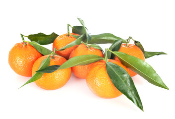 Clementine in studio