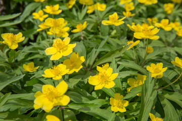 First flowers in springtime: Eranthis hyemalis. Eranthis hyemalis is a plant found in Europe, which belongs to the family Ranunculaceae. The plant is small, it has large, yellow, cup-shaped flowers.