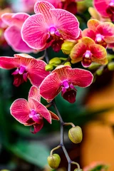 Keuken spatwand met foto Blooming phalaenopsis orchid © xiaowei