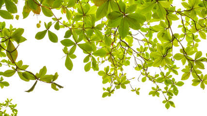Green leaf background on white.