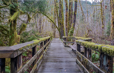 Mossy trees in a forest Oregon state.