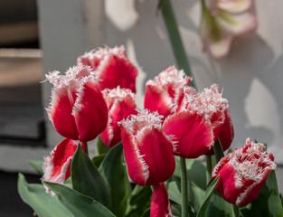 Amsterdam Flowers