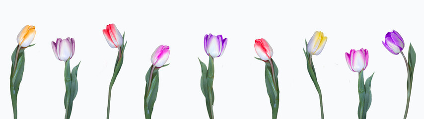 Many multicolored tulips in a row, isolated on white background banner panorama long