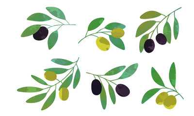 Olive Tree Branches Collection, Eco Healthy Organic Product Vector Illustration Vector Illustration