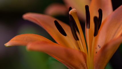 Orange lily in a garden. Close up, macro photo.  