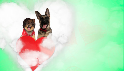 couple of pomeranian and german shepherd in heart shape