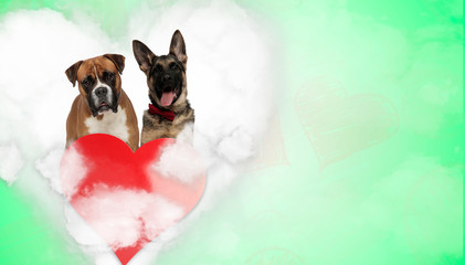 couple of boxer and german shepherd in heart shape