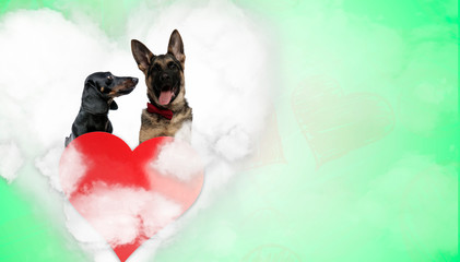 couple of teckel dachshund and german shepherd in heart shape