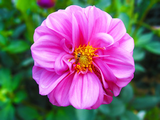 Fototapeta premium Bees fly from flower 蜂と花