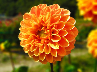 Dahlia flower　ダリアの花