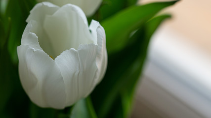 One white tulip, green leaves . Macro photo. Close up. 