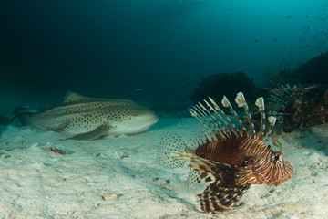 Lion fish and Leopard Shark