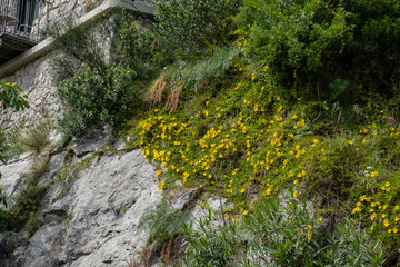 Sorrento Coast Flowers