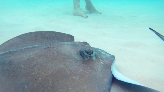 Stingray attacks the camera at Stingray City, Grand Cayman, Cayman Islands
