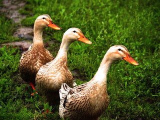 ducks on green grass