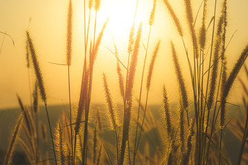 Fototapeta premium Close-up grass flower with sunset on background. Outdoor in the natural concept