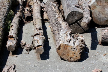 Side view of dried large old wooden logs with cracked bark left in paved backyard of local abandoned industrial complex