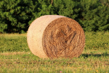 Single fresh large hay bale left in local field surrounded with uncut green grass and dense trees in background