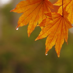 雨の紅葉