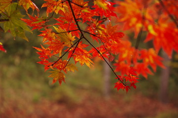 雨の紅葉