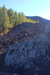 Obraz premium Border where the lava from the 1909 Chinyero eruption flows through the forest of endemic Canary island pines (Tenerife, Spain)