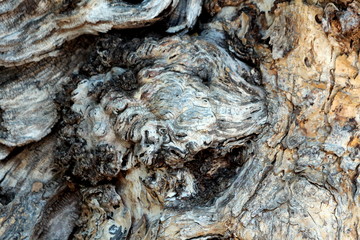 Unusually strange wooden texture on side of tall old tree trunk in local public park background wallpaper