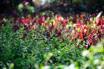 japanese holly evergreen and cordyline fruticosa