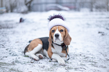 Beagle dog in black fur earflaps in winter park.