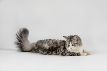 gray cute cat lies on white background