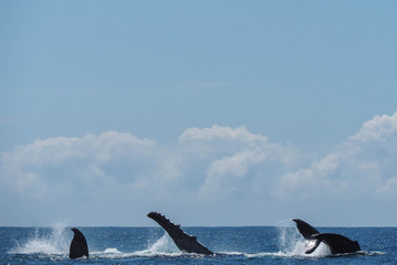 Fototapeta premium OLYMPUS DIGITAL CAMERA