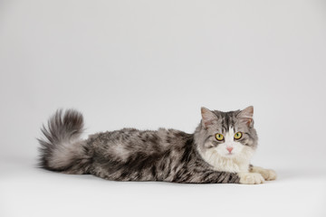 Fototapeta na wymiar gray cute cat lies on white background