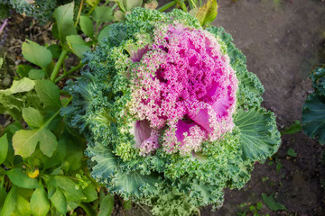 Decorative cabbage in garden, close-up in selective focus