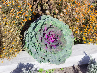 Top view of green with purple decorative cabbage in garden