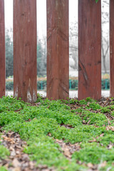 Naklejka premium A lawn of plants in a park