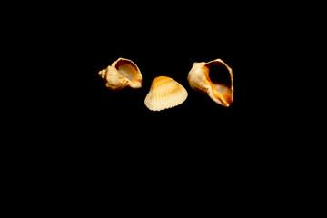 Three different shells isolated on black