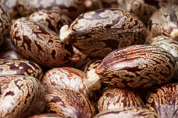Castor oil seeds  as background.  Ricinus communis,  the castor bean  or castor oil plant close-up