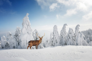Fantastic winter landscape with snowy trees and wild deer. Carpathian mountains, Ukraine, Europe. Christmas holiday concept