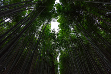 Bamboo trees look from the bottom corner. Kyoto