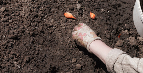 a gloved hand plants spring onions in the ground