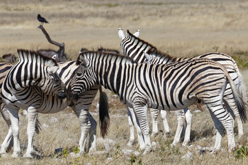 Obraz na płótnie Canvas A herd of zebra, Etosha National Park, Namibia, Africa.