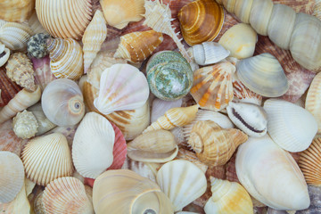 Seashells background